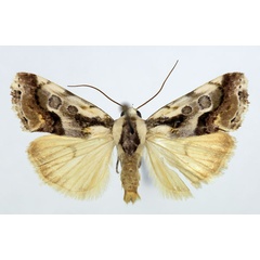 /filer/webapps/moths/media/images/N/nubilata_Acontia_AM_Aulombard_02.jpg