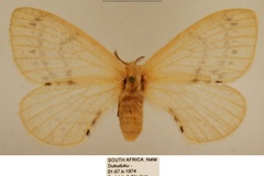 Pterocerota virginea