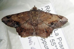 Chiasmia crassilembaria