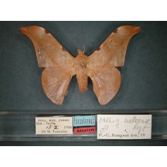 /filer/webapps/moths/media/images/U/ueleense_Orhtogonioptilum_PT_RMCA_01.jpg