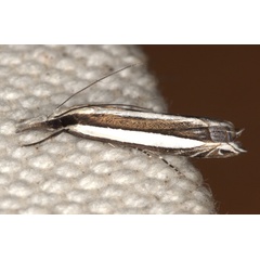 /filer/webapps/moths/media/images/M/malacellus_Angustalius_A_Heyns.jpg