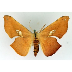 /filer/webapps/moths/media/images/L/lactesignata_Xenimpia_AF_TMSA_HNmI99I.jpg