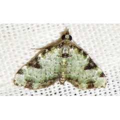 /filer/webapps/moths/media/images/N/nimipunctata_Piercia_A_Braun_03.jpg