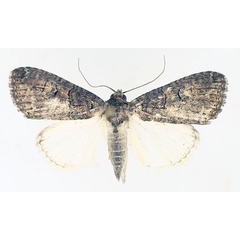 /filer/webapps/moths/media/images/A/abrostoloides_Proconis_AM_TMSA_02_J7RJL55.jpg