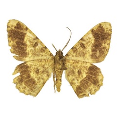 /filer/webapps/moths/media/images/T/takanoi_Afroracotis_PTM_ANHRTb.jpg