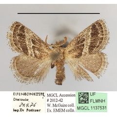 /filer/webapps/moths/media/images/A/albovenosa_Halseyia_A_MGCLa_01.JPG