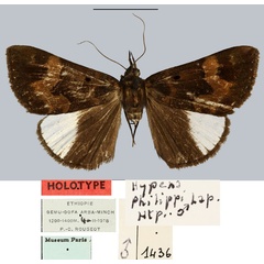 /filer/webapps/moths/media/images/P/philippi_Hypena_HT_MNHN.jpg