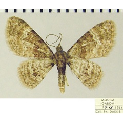 /filer/webapps/moths/media/images/P/peremptata_Mesocolpia_AF_ZSMa.jpg