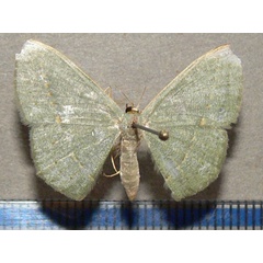 /filer/webapps/moths/media/images/O/obversata_Traminda_A_Goff_01.jpg