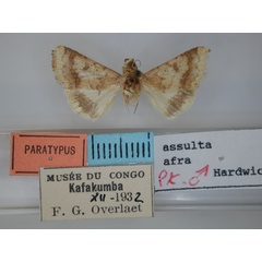 /filer/webapps/moths/media/images/A/afra_Helicoverpa_PTM_RMCA.jpg