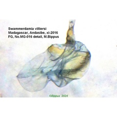 /filer/webapps/moths/media/images/V/villiersi_Swammerdamia_GF_Bippus_02.jpg