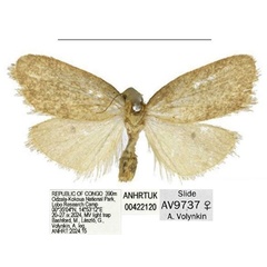 /filer/webapps/moths/media/images/L/lobo_Spatulosia_PTF_ANHRT.jpg