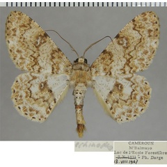 /filer/webapps/moths/media/images/E/echinodes_Cleora_AM_ZSM_01.jpg