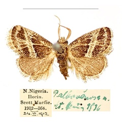 /filer/webapps/moths/media/images/A/albovenosa_Halseyia_AM_BMNH_PKe80uO.jpg