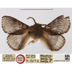 /filer/webapps/moths/media/images/P/parva_Pseudolyra_HT_NHMUK.jpg