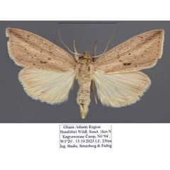 /filer/webapps/moths/media/images/B/bertha_Leucania_AF_Stadie.jpg