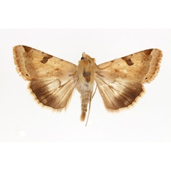 /filer/webapps/moths/media/images/P/peltigera_Heliothis_AF_RMCA.jpg