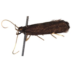 /filer/webapps/moths/media/images/N/narusia_Thubdora_HT_ZMHB.jpg