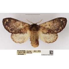 /filer/webapps/moths/media/images/A/axiologa_Diapalpus_AF_NHMUK_02.jpg