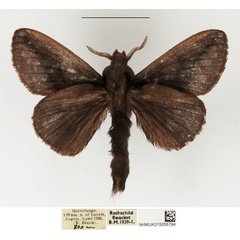 /filer/webapps/moths/media/images/L/livida_Stoermeriana_AM_NHMUK_01.jpg