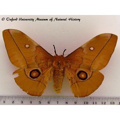 /filer/webapps/moths/media/images/G/gueinzii_Gonimbrasia_A_OUMNH.jpg