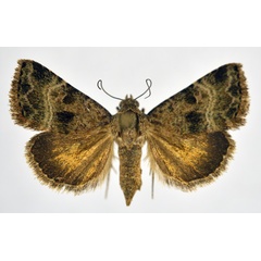 /filer/webapps/moths/media/images/F/flavescens_Ozarba_A_NHMO.jpg