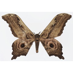 /filer/webapps/moths/media/images/N/nyansae_Athletes_AM_Basquin.jpg