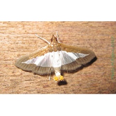 /filer/webapps/moths/media/images/I/indica_Diaphania_A_Bippus.jpg