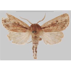 /filer/webapps/moths/media/images/I/iboya_Sciomesa_HT_MNHNa.jpg