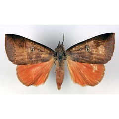 /filer/webapps/moths/media/images/M/minians_Thyas_AF_RMCA.jpg