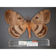 /filer/webapps/moths/media/images/F/fletcheri_Jana_HT_RMCA_01.jpg