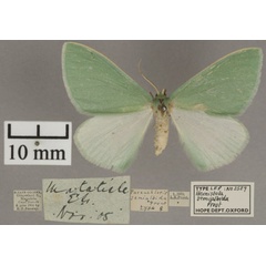 /filer/webapps/moths/media/images/S/semialbida_Hemistola_HT_OUMNHa_01.jpg