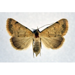 /filer/webapps/moths/media/images/E/erubescens_Phytometra_AF_NHMO.jpg