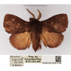 /filer/webapps/moths/media/images/D/divisa_Pseudolyra_AM_NHMUK_01.jpg
