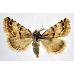 /filer/webapps/moths/media/images/S/staudingeri_Eublemma_A_NHMO.jpg