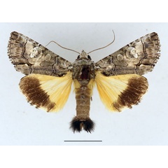 /filer/webapps/moths/media/images/T/triphaenoides_Aedia_AM_Aulombard.jpg