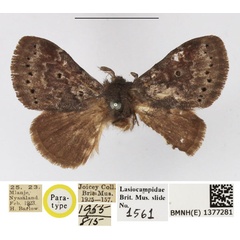 /filer/webapps/moths/media/images/T/tangani_Haplopacha_PTF_NHMUK.jpg