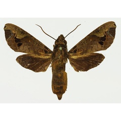 /filer/webapps/moths/media/images/M/maculifera_Antinephele_AF_Basquin.jpg