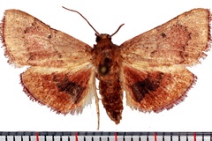 Lantzina rufalis