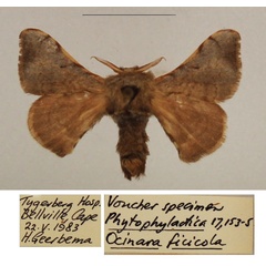 /filer/webapps/moths/media/images/F/ficicola_Racinoa_AM_TMSA_02.jpg