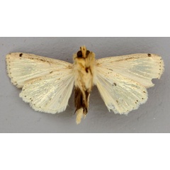 /filer/webapps/moths/media/images/P/pyrausta_Mythimna_A_RMCA_02.jpg