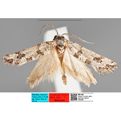 /filer/webapps/moths/media/images/V/vernalis_Pseudurgis_HT_MfNa.jpg