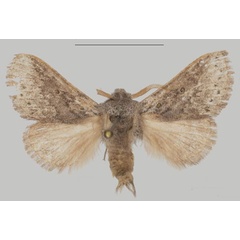 /filer/webapps/moths/media/images/M/mason_Haplopacha_PTM_USTTB.jpg