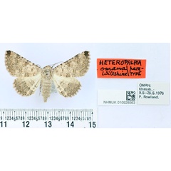 /filer/webapps/moths/media/images/O/omana_Heteropalpia_PT_BMNH.jpg