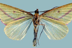 Casilda lucidaria