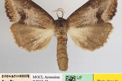 Rasemia macrodonta