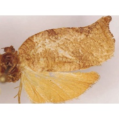 /filer/webapps/moths/media/images/H/heliaspis_Choristoneura_LT_SAMC.jpg