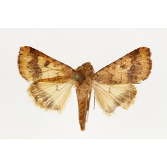 /filer/webapps/moths/media/images/A/assulta_Helicoverpa_AF_RMCA.jpg