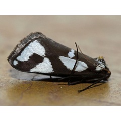 /filer/webapps/moths/media/images/O/ornata_Crothaema_A_Voaden_01.jpg