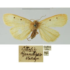 /filer/webapps/moths/media/images/B/bipunctigera_Lithosia_HT_SNHM.jpg